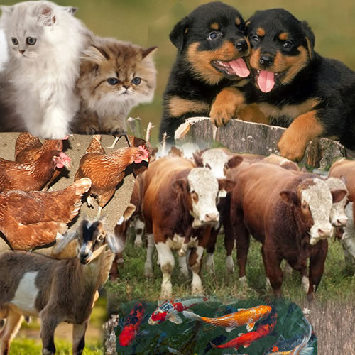 සත්ව පාලන ණය යෝජනා ක්‍රමය